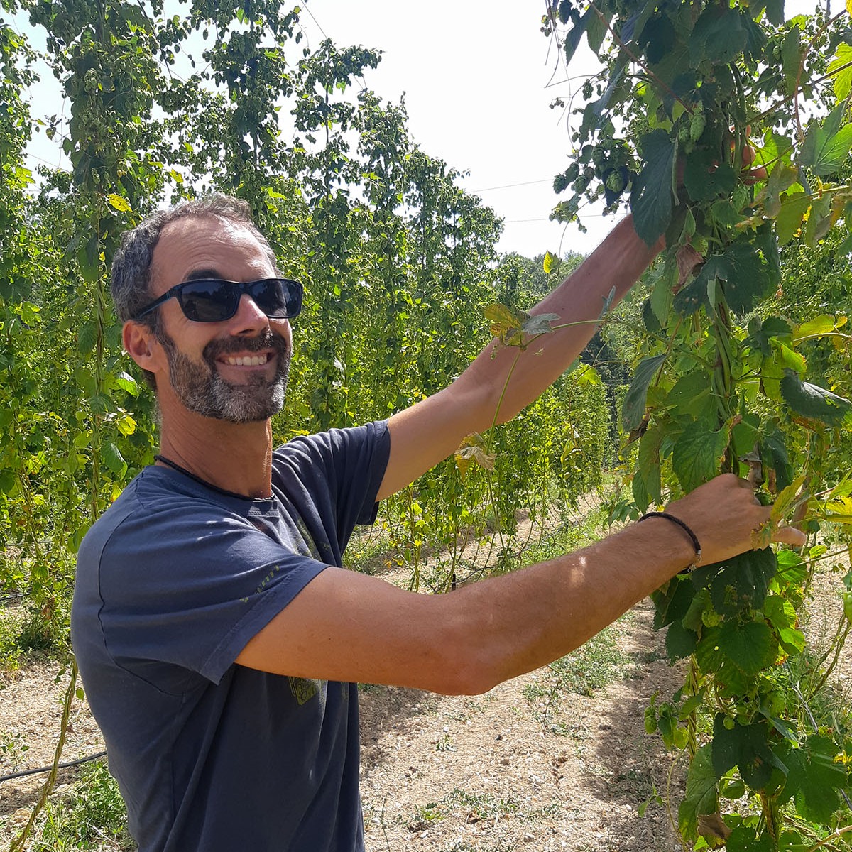 Sélection des houblons pour la Détendue, bière artisanale des Alpilles